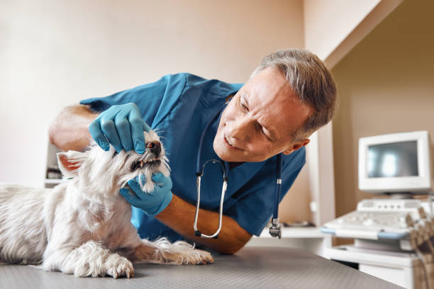 Best Emergency Dental Care for Broken or Chipped Teeth in Greenwood, DE